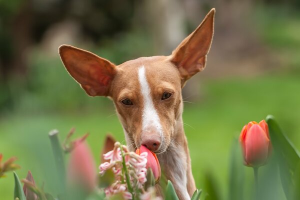 Perro marrón oliendo flores