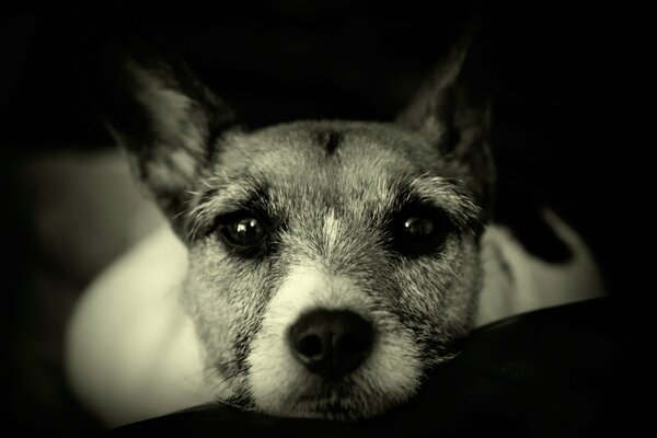 Triste mirada de perro foto en blanco y negro