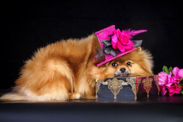 Hund mit Hut Hintergrund schwarz