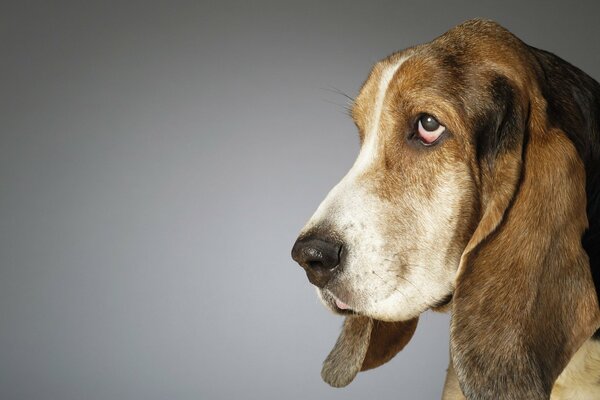 Una extraña mirada en un perro sobre un fondo gris