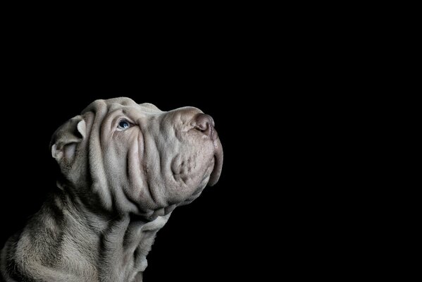 Studio-Foto eines Hundes auf schwarzem Hintergrund