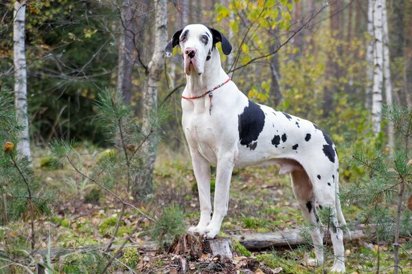 Marmordogge auf einem Spaziergang im Wald