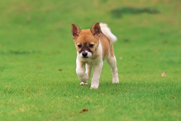 Cachorro corriendo por el césped verde