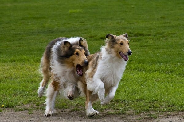 Gioco di Scottish Shepherd Collie