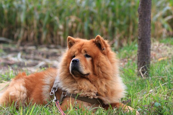 Ein Hund der Rasse Chow Chow auf dem Rasen