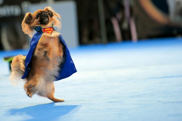 A Pekingese dressed in a Superman costume