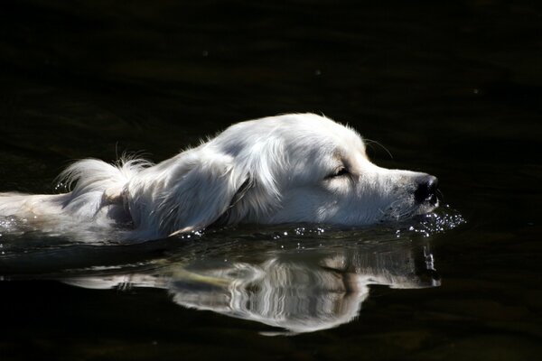 Chien blanc flottant vers le rivage