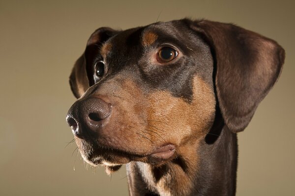 Testa di cane marrone con occhi Marroni