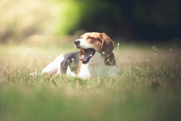 Funny dog walk in the field