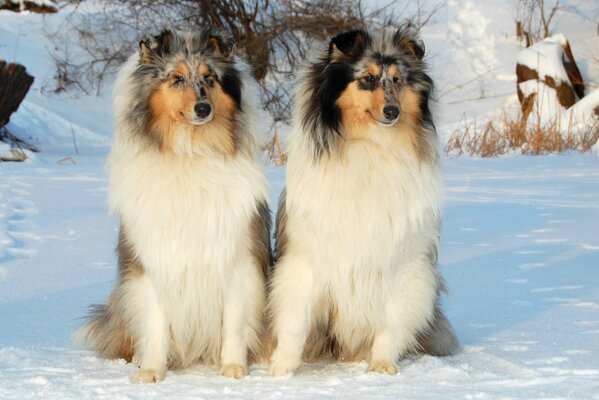 Hunde gehen im verschneiten Wald spazieren. Hund der Rasse Collie