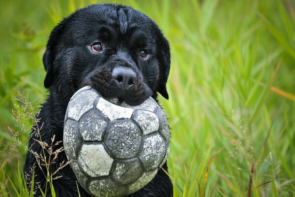 Perro negro con pelota de fútbol