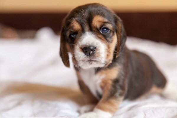 Cute look of a pretty brown dog