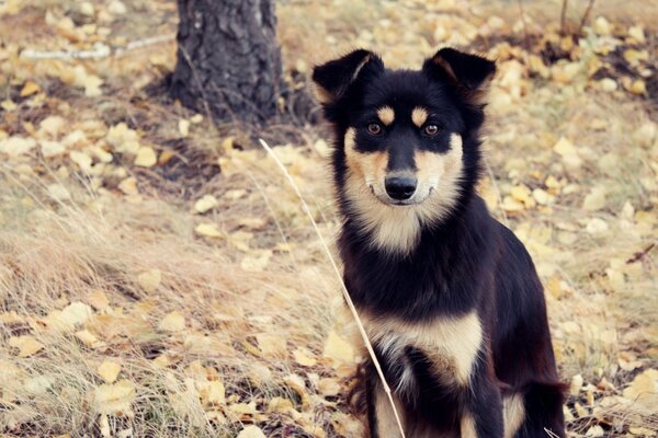 Buen perro en el follaje de otoño