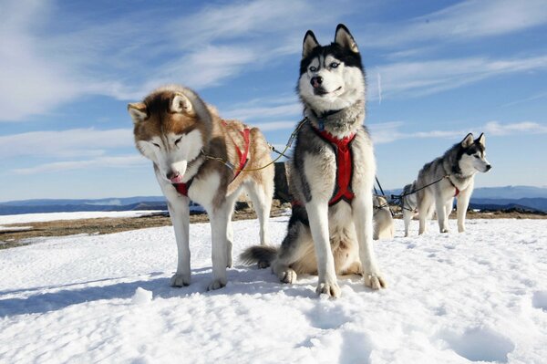 Tres perros de raza Husky en un arnés en invierno