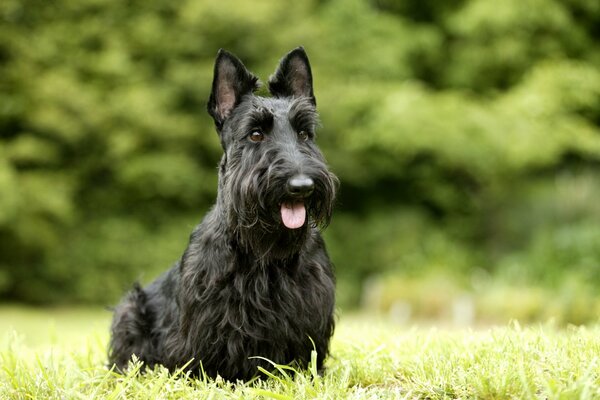 Hund auf dem Hintergrund des grünen Waldes