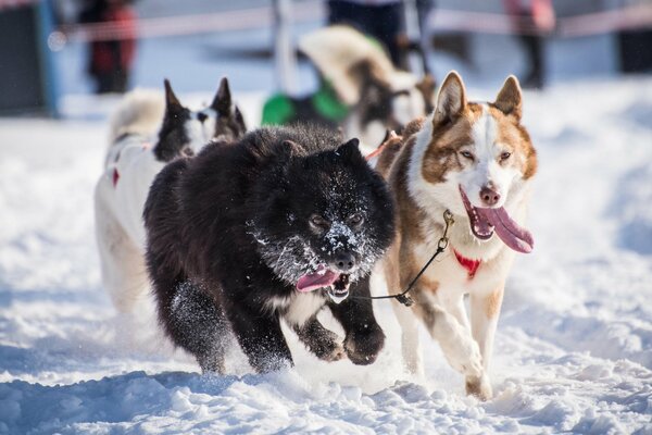 Huskies in a sled run through the snow