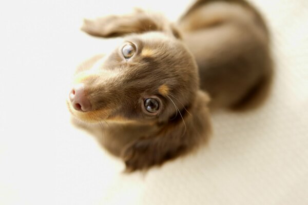 Petit chiot. Chien avec de beaux yeux