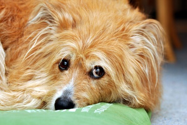 Ein Hund mit einem traurigen Blick. Der Hund ist ein Freund des Menschen