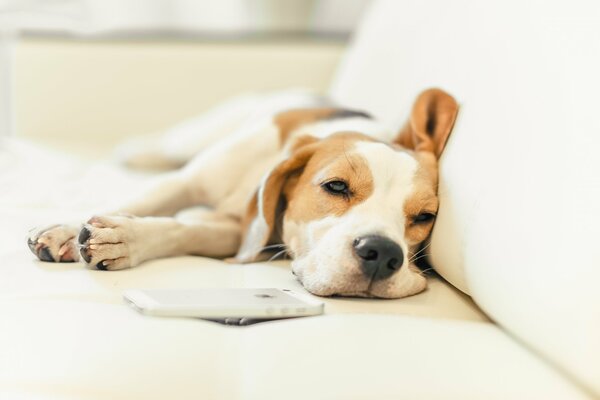 Chien pour animaux de compagnie dormir sur le canapé