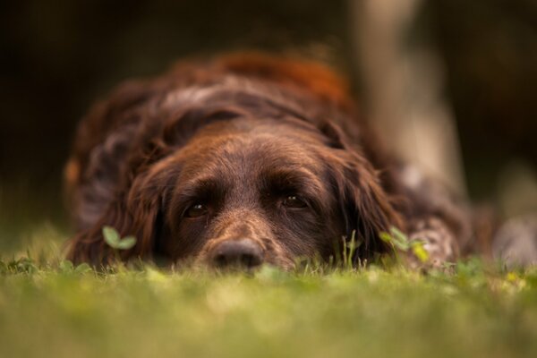 Le chien est triste pour son ami