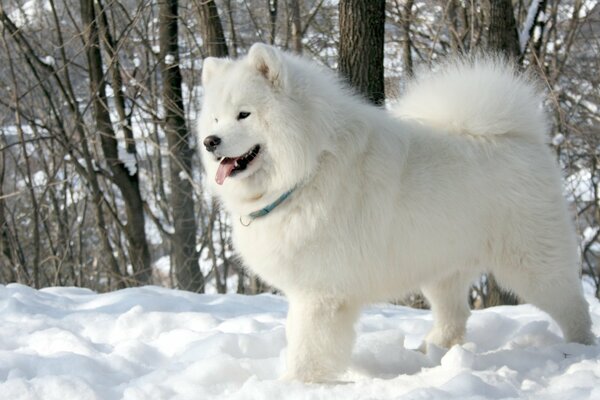 Perro blanco samoyedo