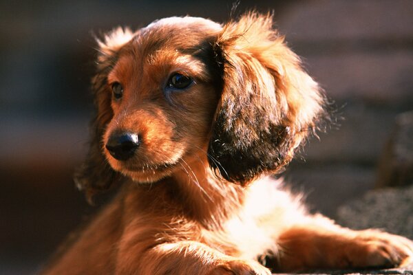 Lindo cachorro Dachshund en el sol