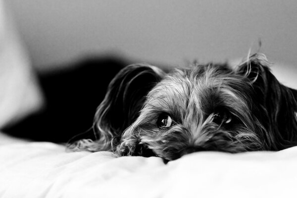 Foto en blanco y negro con un perro acostado en una sábana