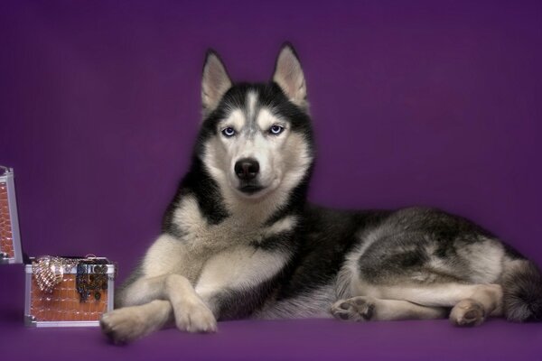 Husky se trouve près d une boîte à bijoux