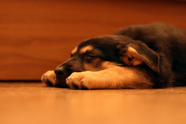 Cane da pastore cucciolo carino