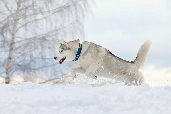 La neve profonda e sciolta è difficile per il cane correre