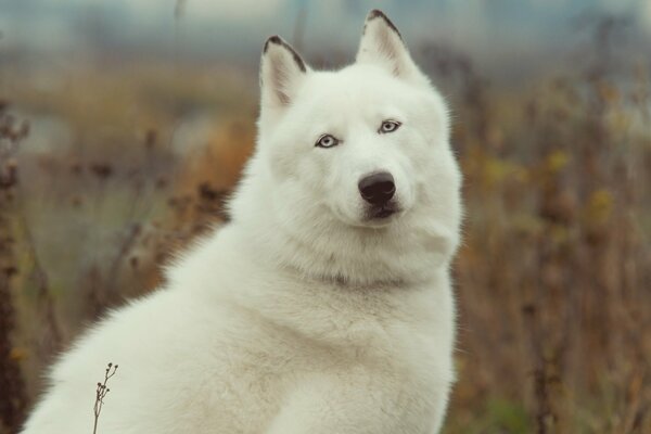 Weißer Husky auf Herbstgras Hintergrund