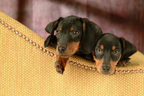 Dos cachorros de Dachshund negro