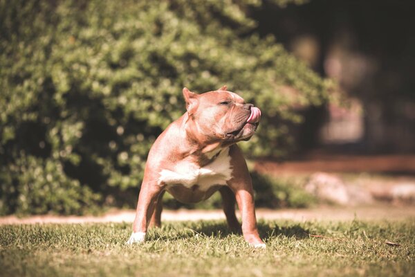 Hund im Boxständer auf dem Rasen