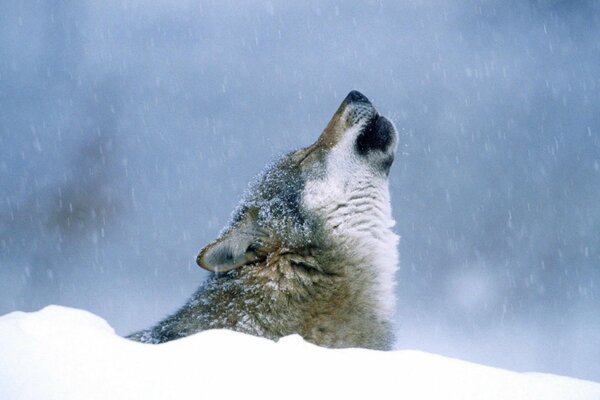 In winter, a wolf howls in the snow