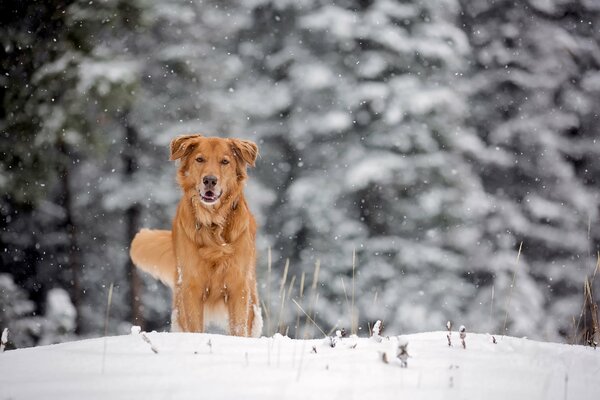 Roter Hund auf weißem Schnee