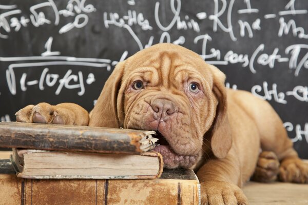 Red-haired lop-eared puppy tries science on the tooth