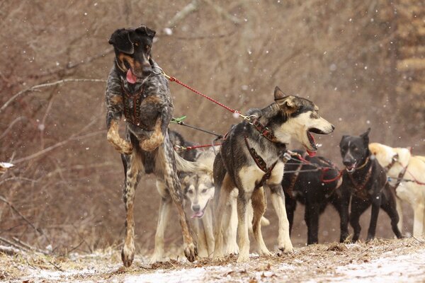 Dog sledding at work in winter