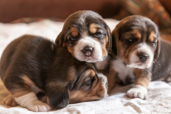 Tre piccoli cuccioli di Beagle marroni