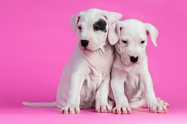 Deux chiots blancs sur fond rose