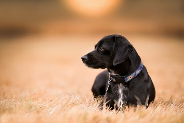 Hund mit Halsband auf dem Feld