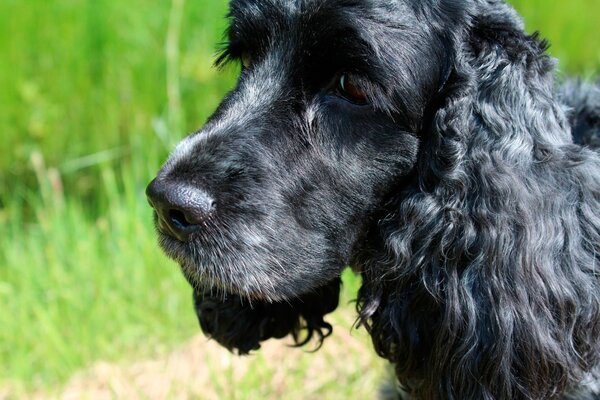 Ein schwarzer Hund steht auf dem Rasen