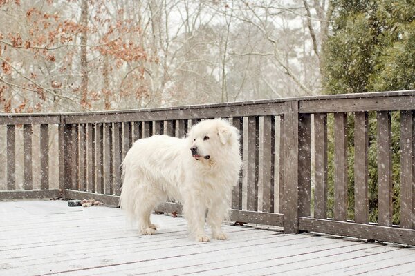 Cane bianco solitario all Aperto in inverno