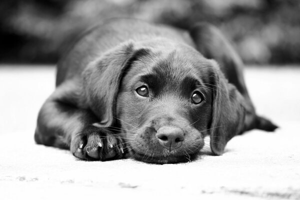 Cute black puppy lying on the floor