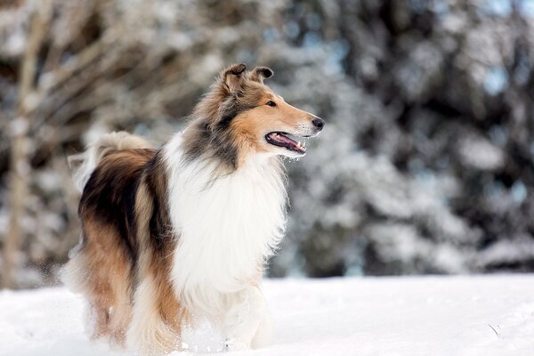 Collie w parku na śniegu