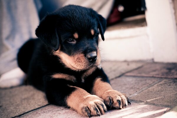 A small rottweiler with big big paws