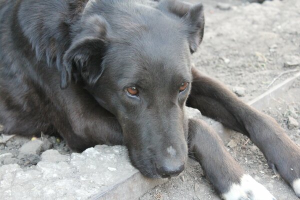 A sad dog is lying on the ground