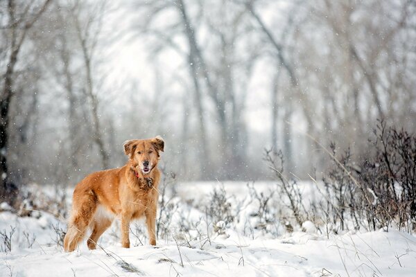 A faithful faithful dog in the winter forest