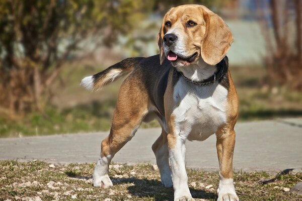 Il cane Beagle guarda di lato