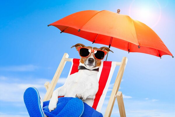 Jack Russell sur une chaise longue portant des lunettes rouges, des pantoufles et sous un parapluie