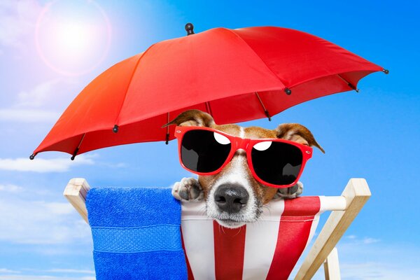 Jack Russell Hund auf einem Liegestuhl unter einem Regenschirm mit Brille